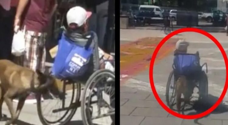 Viral! Perrita empuja a su dueño en silla de ruedas en Ecatepec