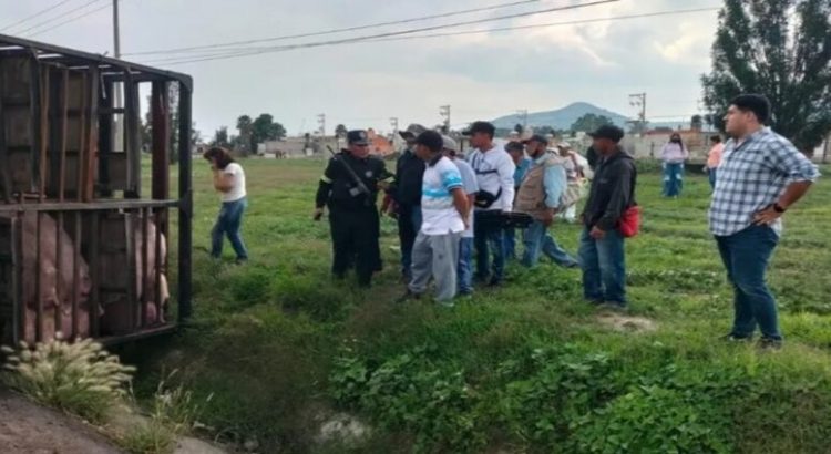 Tráiler que transportaba cerdos volcó en Ecatepec