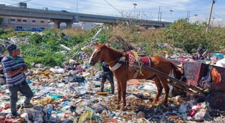Rescatan caballo maltratado en Ecatepec