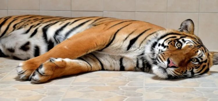 Donan tigre de bengala para zoológico de Ecatepec