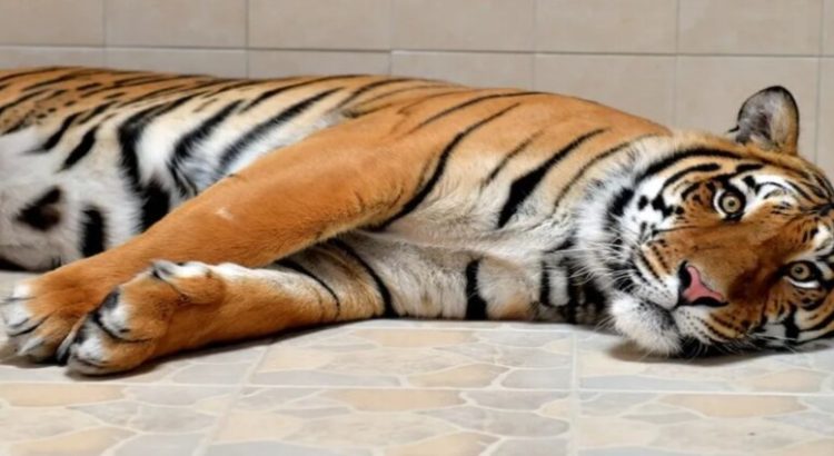 Donan tigre de bengala para zoológico de Ecatepec