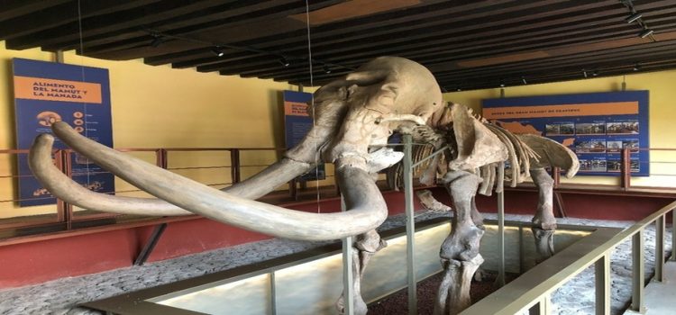 Regresa a exhibición mamut encontrado en Ejidos de San Cristóbal, Ecatepec