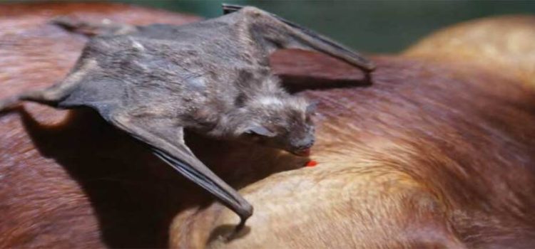 Alertan en Edomex por presunto brote de virus mortal transmitido de murciélagos al ganado