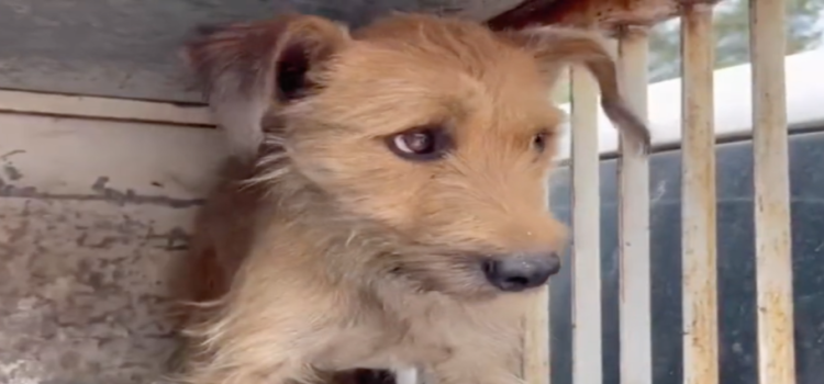 Salvan a cachorro que quedó atrapado en una tubería en Ecatepec
