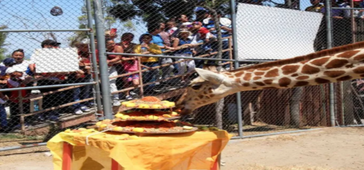 Qué pasó con la jirafa Guga de el Parque Ehécatl en Ecatepec