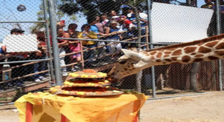 Qué pasó con la jirafa Guga de el Parque Ehécatl en Ecatepec