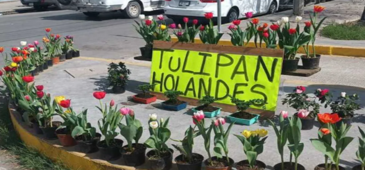 Tulipanes holandeses llegan a La Laguna decorar este 14 de febrero en Edomex