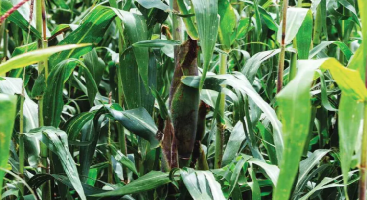 Apoyan ley para el rescate del maíz nativo en Edomex