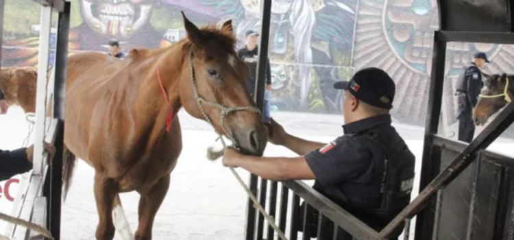 Rescatan a equinos maltratados en Ecatepec