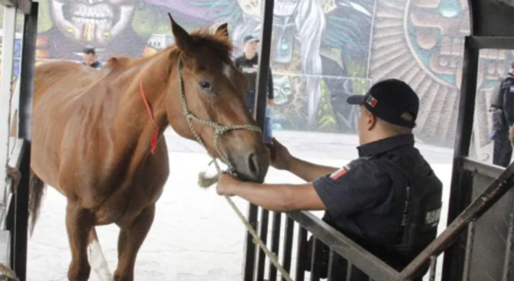 Rescatan a equinos maltratados en Ecatepec
