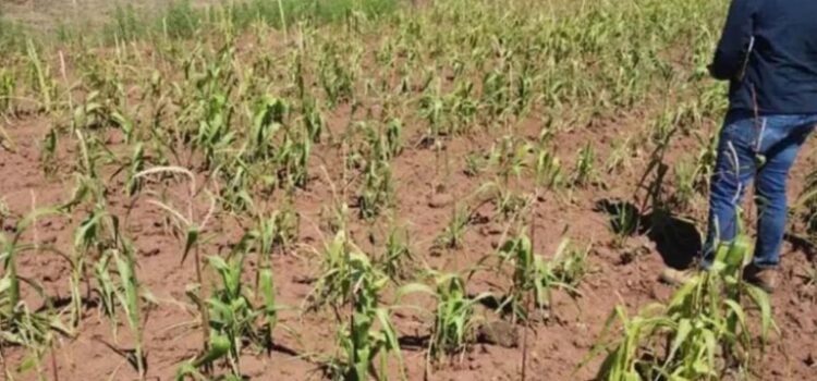 México se seca: la sequía afecta al 85.5% del territorio nacional