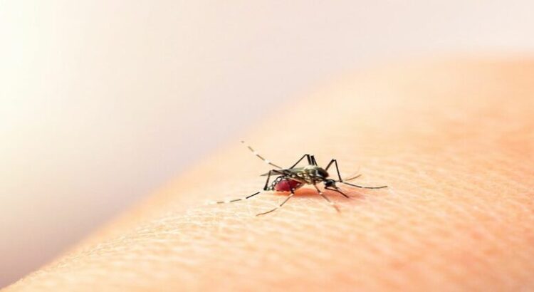 Zona sur del Edomex en alerta por contagios de dengue