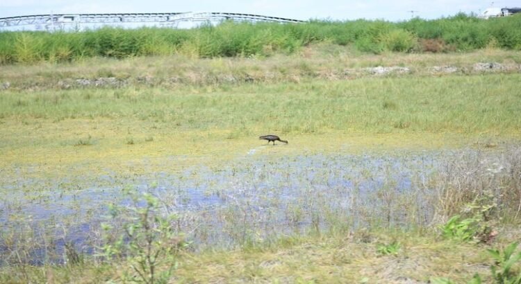 Buscan crear Parque Ecológico en zona de El Caracol, en Ecatepec