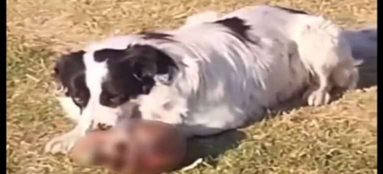 Se viraliza video de un perro comiendo cráneo humano en Ecatepec