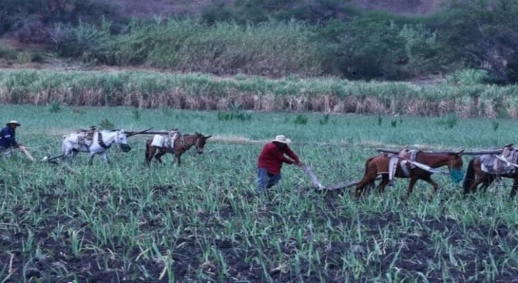 Decrementan 9% zonas de atención prioritarias rurales en Edomex