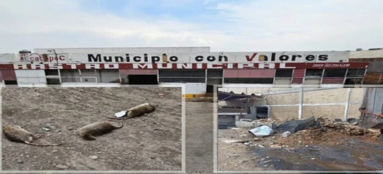 Clausuran rastro municipal de Ecatepec por insalubridad