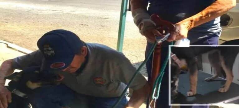 Colectivo denunciará a sujeto que arrastró a perrita en Ecatepec