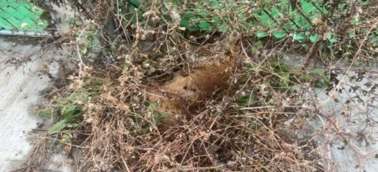 Alertan por perros muertos en Ecatepec; van 8 y fue por envenenamiento