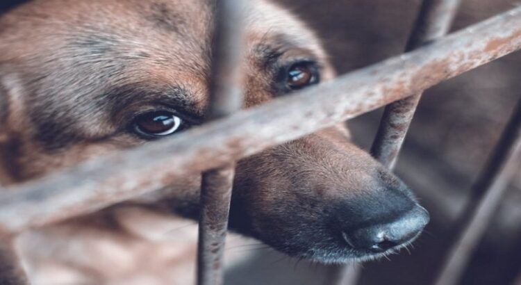 Multas por maltrato animal serán más severas en Ecatepec