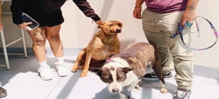 Organizaciones adoptan a perros rescatados en Ecatepec