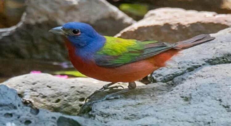 Avistan ave “Colorín Sietecolores” en barranca de Ecatepec, especie en riesgo de extinción