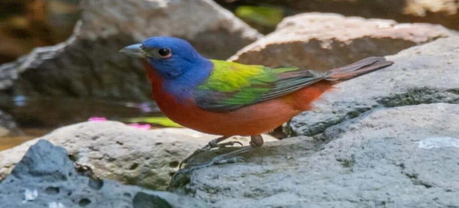 Avistan ave “Colorín Sietecolores” en barranca de Ecatepec, especie en riesgo de extinción