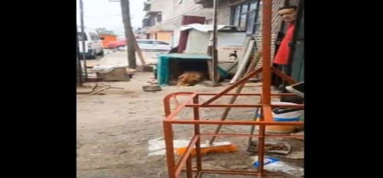 Denuncian maltrato animal por golpiza a perrito pitbull encadenado en Ecatepec