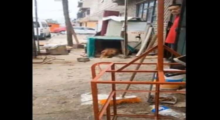 Denuncian maltrato animal por golpiza a perrito pitbull encadenado en Ecatepec