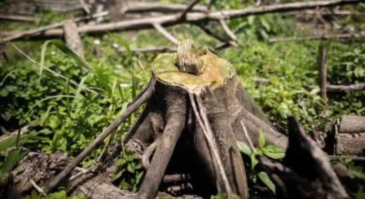 México entra al Top 10 de países con mayor pérdida de bosques en el mundo México entra al Top 10 de países con mayor pérdida de bosques en el mundo