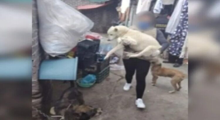 Rescatan a 29 animales maltratados en vivienda de Ecatepec