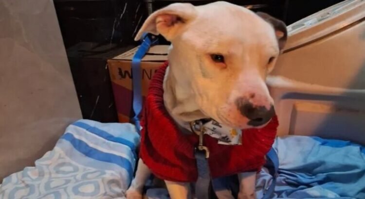 Libran a pitbull de maltrato en Ecatepec