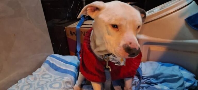 Libran a pitbull de maltrato en Ecatepec