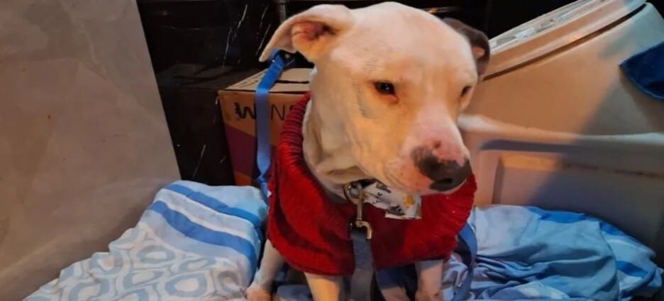 Libran a pitbull de maltrato en Ecatepec