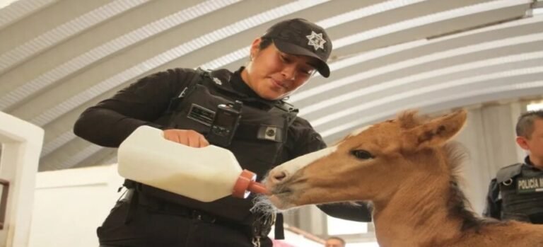 Policía rescata a potrillo abandonado en la Sierra de Guadalupe, Ecatepec
