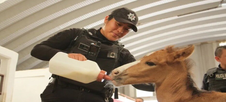 Policía rescata a potrillo abandonado en la Sierra de Guadalupe, Ecatepec