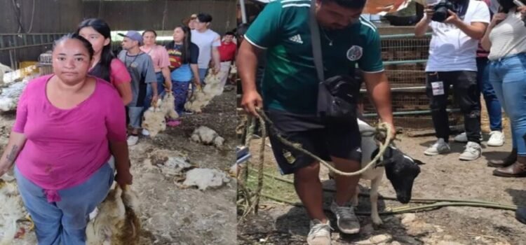 Reparten ganado y carne decomisada a crimen organizado en sur del Edomex Reparten ganado y carne decomisada a crimen organizado en sur del Edomex