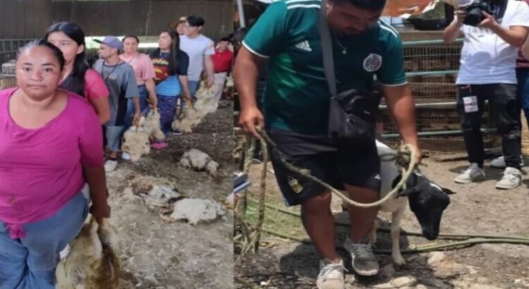 Reparten ganado y carne decomisada a crimen organizado en sur del Edomex