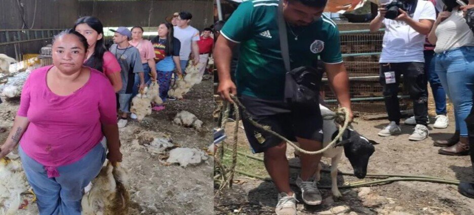 Reparten ganado y carne decomisada a crimen organizado en sur del Edomex