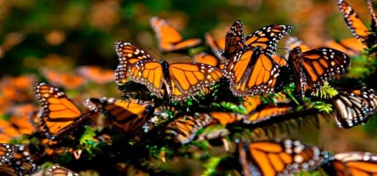 Población de mariposa monarca disminuye 70% en Edomex Población de mariposa monarca disminuye 70% en Edomex