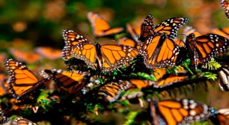 Población de mariposa monarca disminuye 70% en Edomex