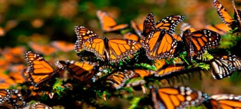 Población de mariposa monarca disminuye 70% en Edomex