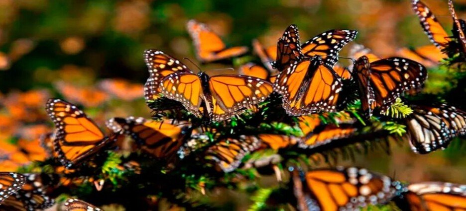 Población de mariposa monarca disminuye 70% en Edomex