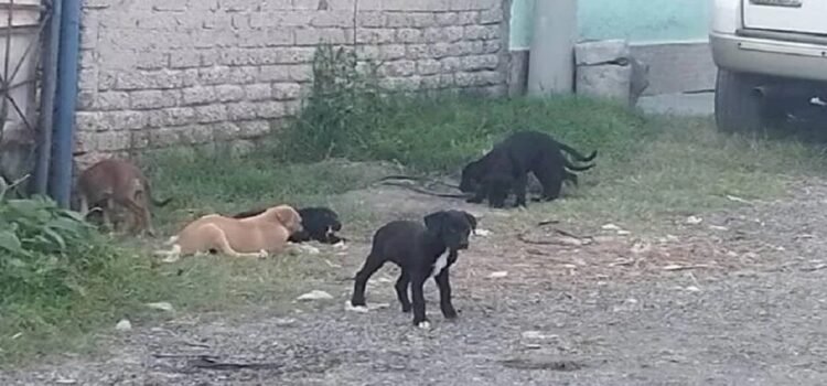 Casi un millón de animales callejeros deambulan por Ecatepec Casi un millón de animales callejeros deambulan por Ecatepec