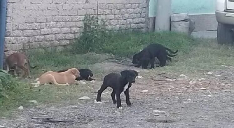 Casi un millón de animales callejeros deambulan por Ecatepec