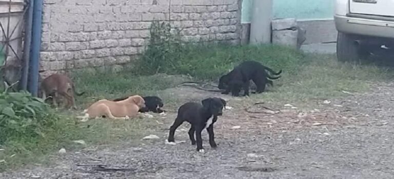 Casi un millón de animales callejeros deambulan por Ecatepec