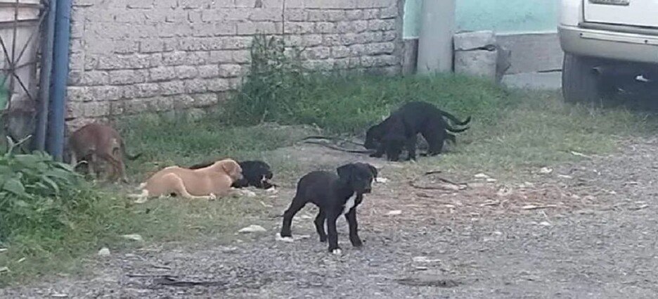Casi un millón de animales callejeros deambulan por Ecatepec