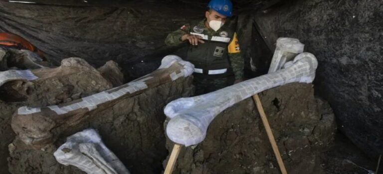 Descubren nuevo linaje del mamut tras investigaciones en Santa Lucía, Edomex