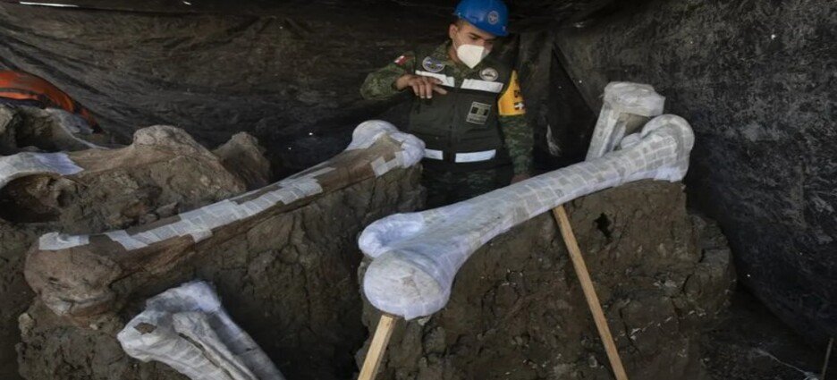 Descubren nuevo linaje del mamut tras investigaciones en Santa Lucía, Edomex