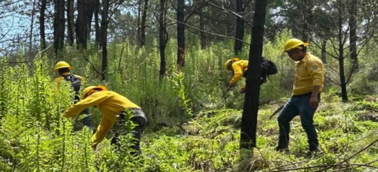 Comienzan actividades para prevención de incendios forestales en Edomex