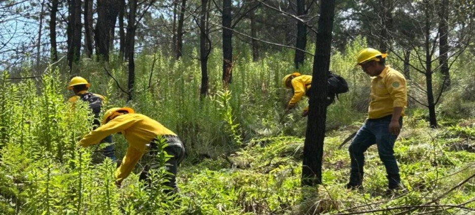 Comienzan actividades para prevención de incendios forestales en Edomex